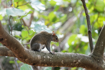 Just a Squirrel Trying to get a Nut