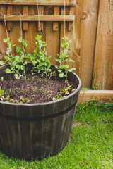 growing vegetables in your backyard, close-up of pot with seedlings and seeds