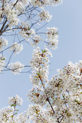 Obraz premium Beautiful cherry blossoms in spring