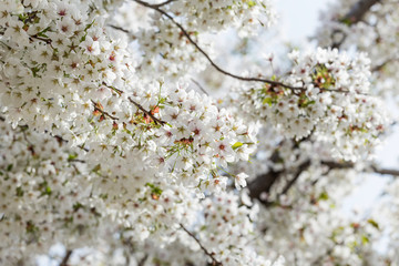 Beautiful cherry blossoms in spring