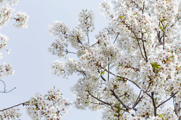 Beautiful cherry blossoms in spring