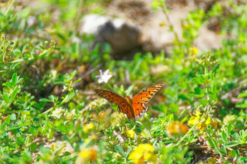 Monarch Butterfly 