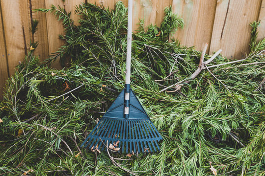 rake next to pile of chopped green branches next to wooden fence in backyard