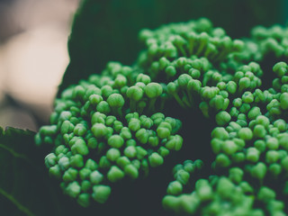 abstract nature background