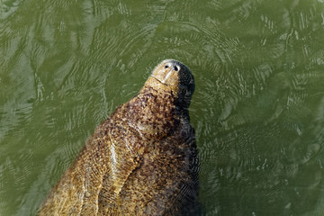 Manatee 