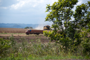 Fototapeta na wymiar Self-propelled machine harvesting and unloading grain on soybean harvest day in Brazil