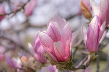 Obraz na płótnie Canvas Spring pink magnolia flower with tree branches