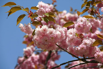 Spring branch of the blossoming cherry tree