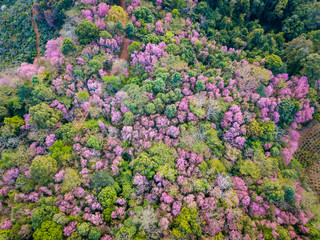 Aerial view of cherry blossom flowers blooming around the hill top of Doi Pangkhon mountain in Chiang Rai province, Thailand. This mountain has rich mineral and soil for growing unique coffee.