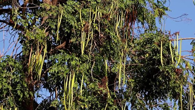 Tropical tree with long seeds pod, Oroxylum indicum - Indian trumpet flower, Midnight horror