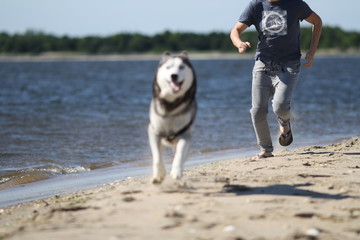 Happy beautiful husky on the beach running away from his owner
