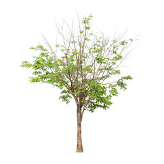 Obraz premium Tree