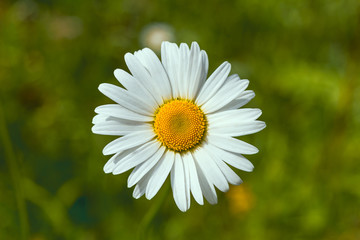 White daisy on the green grass background