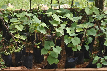 the vineyard, Central Java, Indonesia