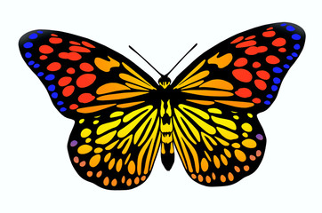 Beautiful bright colored butterfly on white background