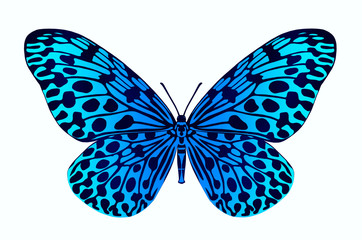 Beautiful blue butterfly on white background