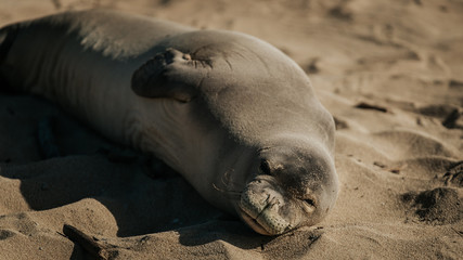Obraz premium Baby Monk Seal 4