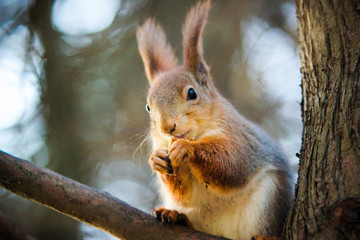 Fototapeta premium Squirrel on a tree
