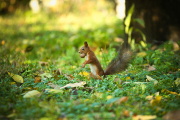 Naklejka na ściany i meble Squirrel with a nut in his mouth