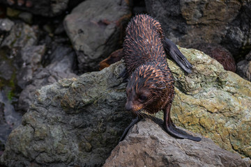 Sea Lion colony in Kaikoura, new zealand2