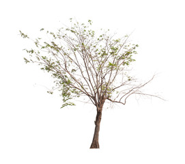 Fototapeta premium Drzewo