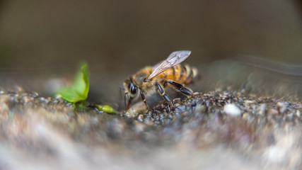 Bee drinking Water