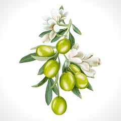 Isolated Vector Illustration of a branch of olives and flowers.