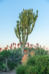 Cactus and Flowers