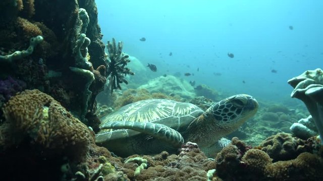 Green Turtle Resting