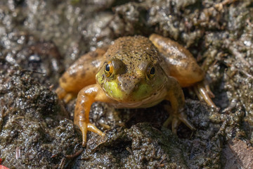 frog on mud