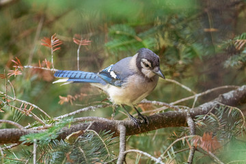 bird on a branch (BlueJay)