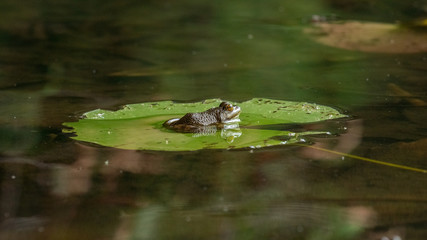 frog in pond