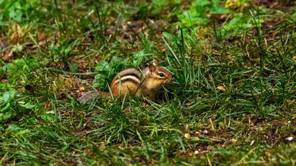 Chipmunk on grass