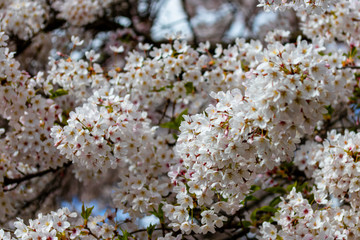 Cherry blossom on a cherry tree