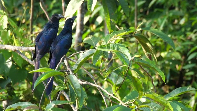 Pair of Greater Anis (Crotophaga major), preening, perched at the rainforest edge on the bank of Rio Tiputini, Orellana province, Ecuador.