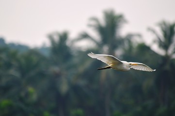 Bird on fly,flying mode,white heron flying with blurred background.