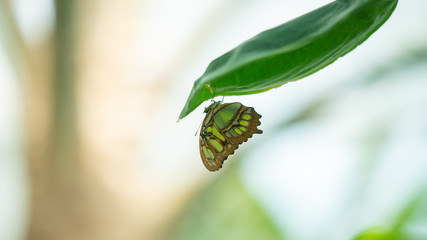 butterfly on a leaf