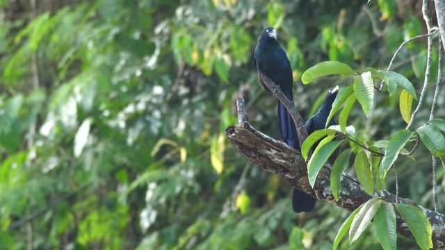 Pair of Greater Anis (Crotophaga major) flying to a perch at the rainforest edge on the bank of Rio Tiputini, Orellana province, Ecuador.