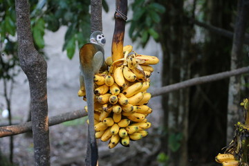 Amazon Monkey with bananas - 334626114
