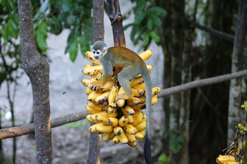 Amazon Monkey with bananas - 334626120