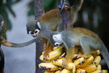 Amazon Monkeys - 334626145