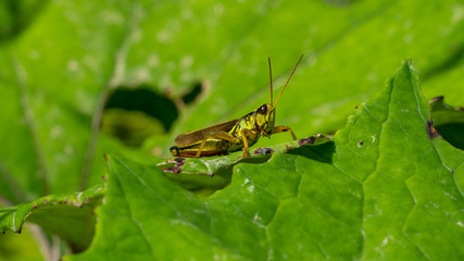grasshopper on leaf