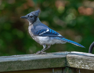 blue Jay on Balcony