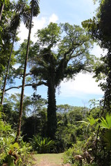 Amazon rainforest Ceiba tops tree - 334626327