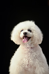 Obraz premium トイプードル