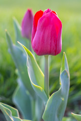 Beautiful pink flower tulip on green grass background.One flower, copy space, no people