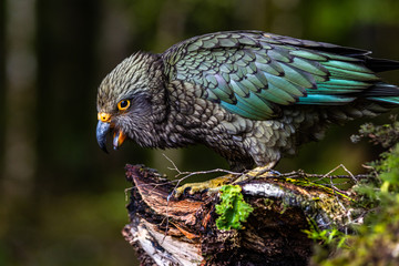 Kea a parrot which exists only in new zealand