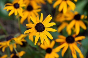 Yellow Daisies 