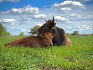 Longhorns in a pasture