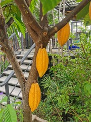 Yellow cocoa